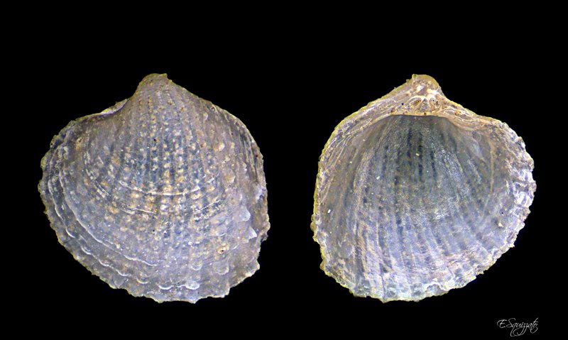 Bivalve